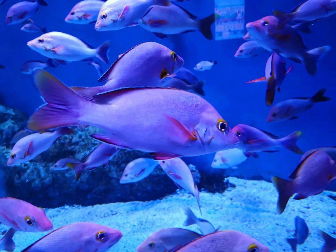 来和驼背笛鲷一起过七夕参加科技周活动吧