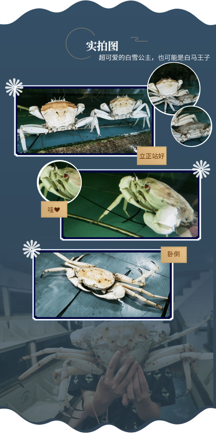 雪蟹有颜有料追它的人排到法国你竟然还在吃大闸蟹