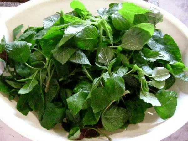 朝阳说健康(十六)07健康野菜——话人苋菜(人汉菜)