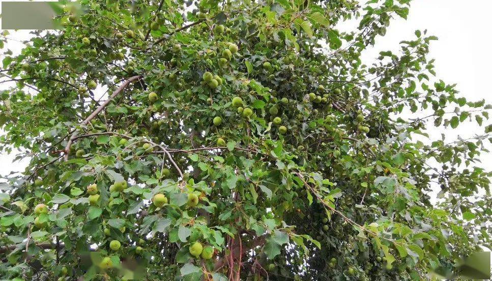 线上"云赏"和田美丽风光 —— 核桃王公园_核桃树