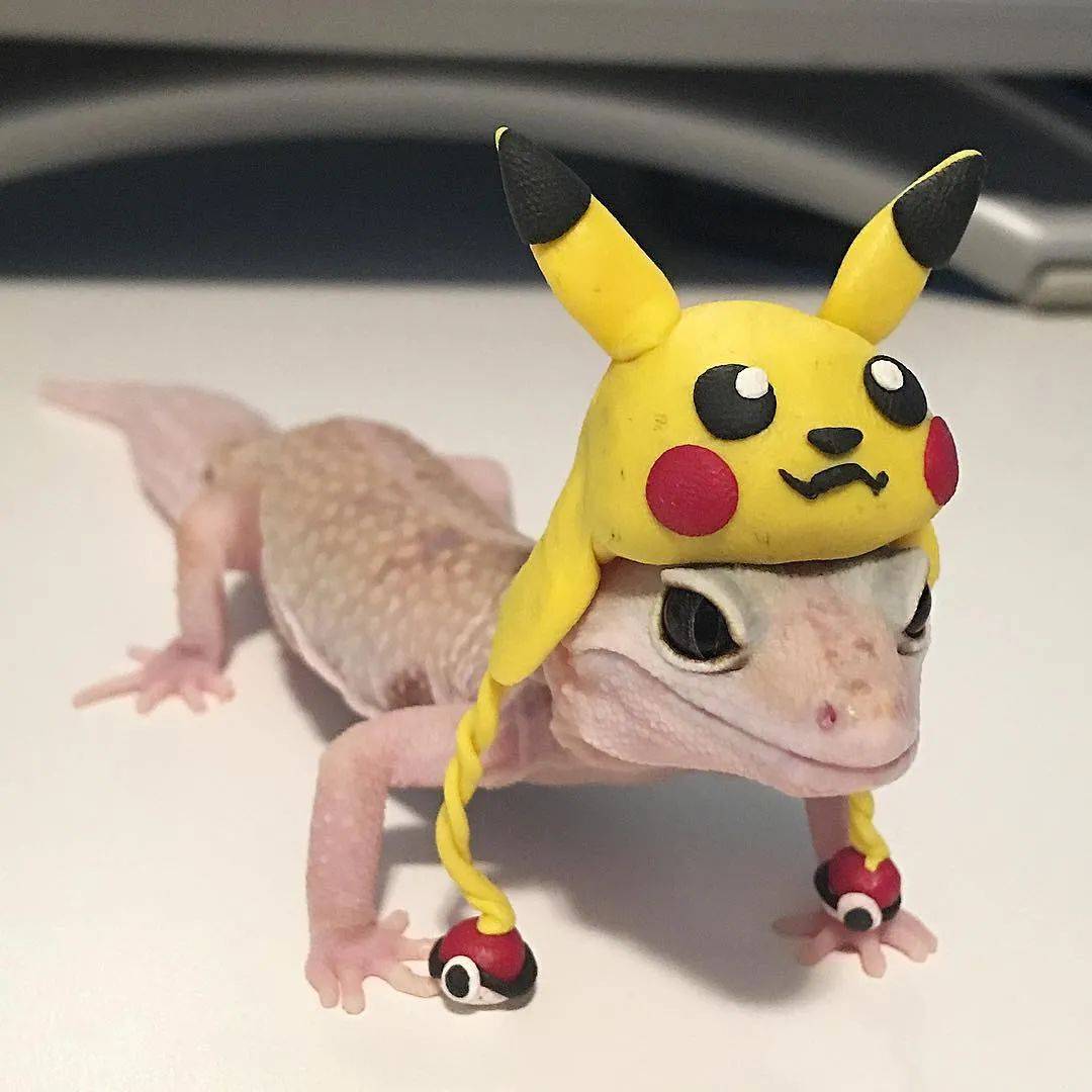 当豹纹守宫遇见艺术系"铲屎官",秒变造型百变的小可爱!