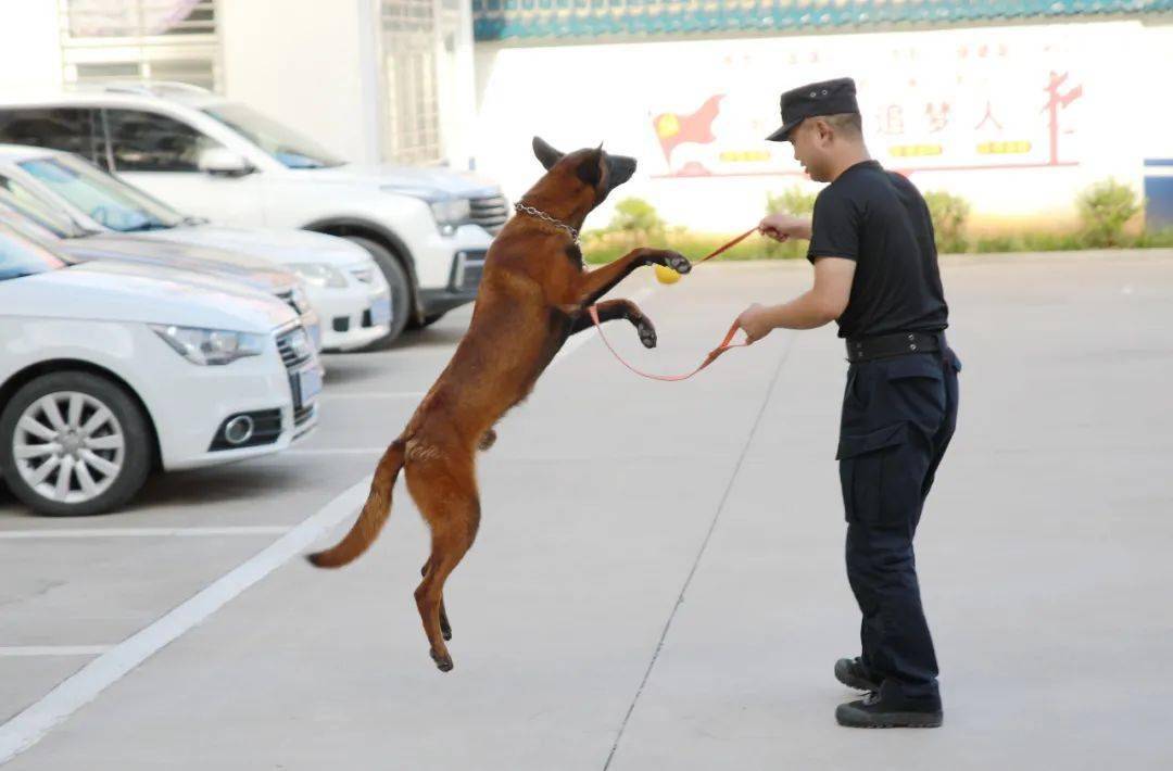 中央政法委"中国长安网"直播我市淅川公安警犬"巴万"的一天日常