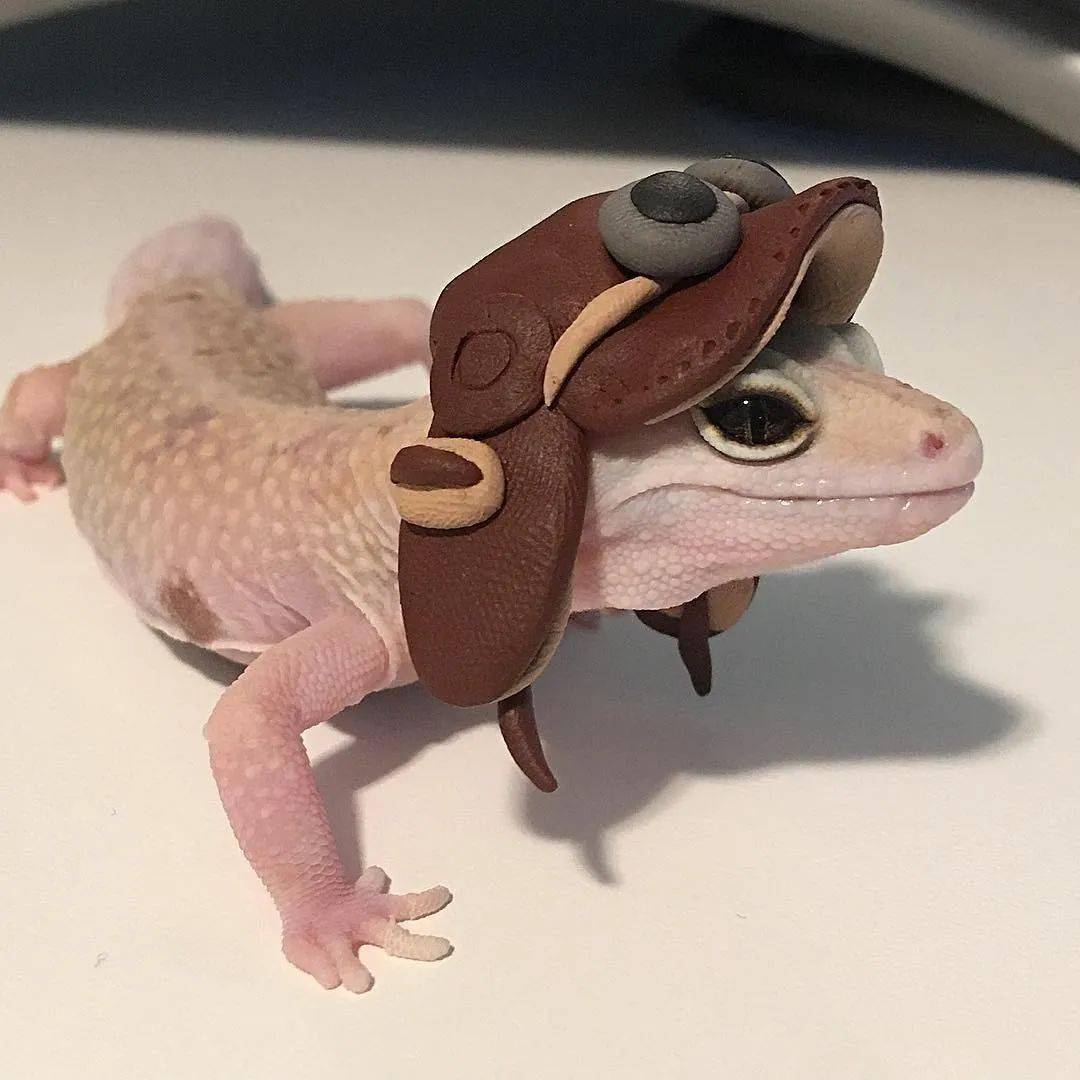 当豹纹守宫遇见艺术系"铲屎官",秒变造型百变的小可爱!