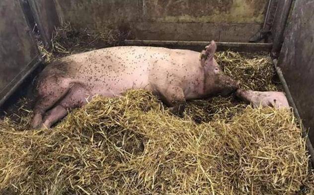 养殖场中苍蝇蚊子泛滥成灾怎么办看这里