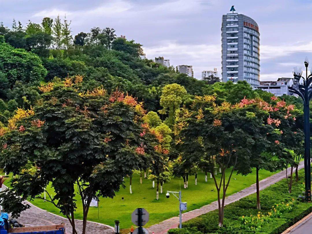 情人节没收到花没关系宜宾街头绚丽的摇钱树小编送给你