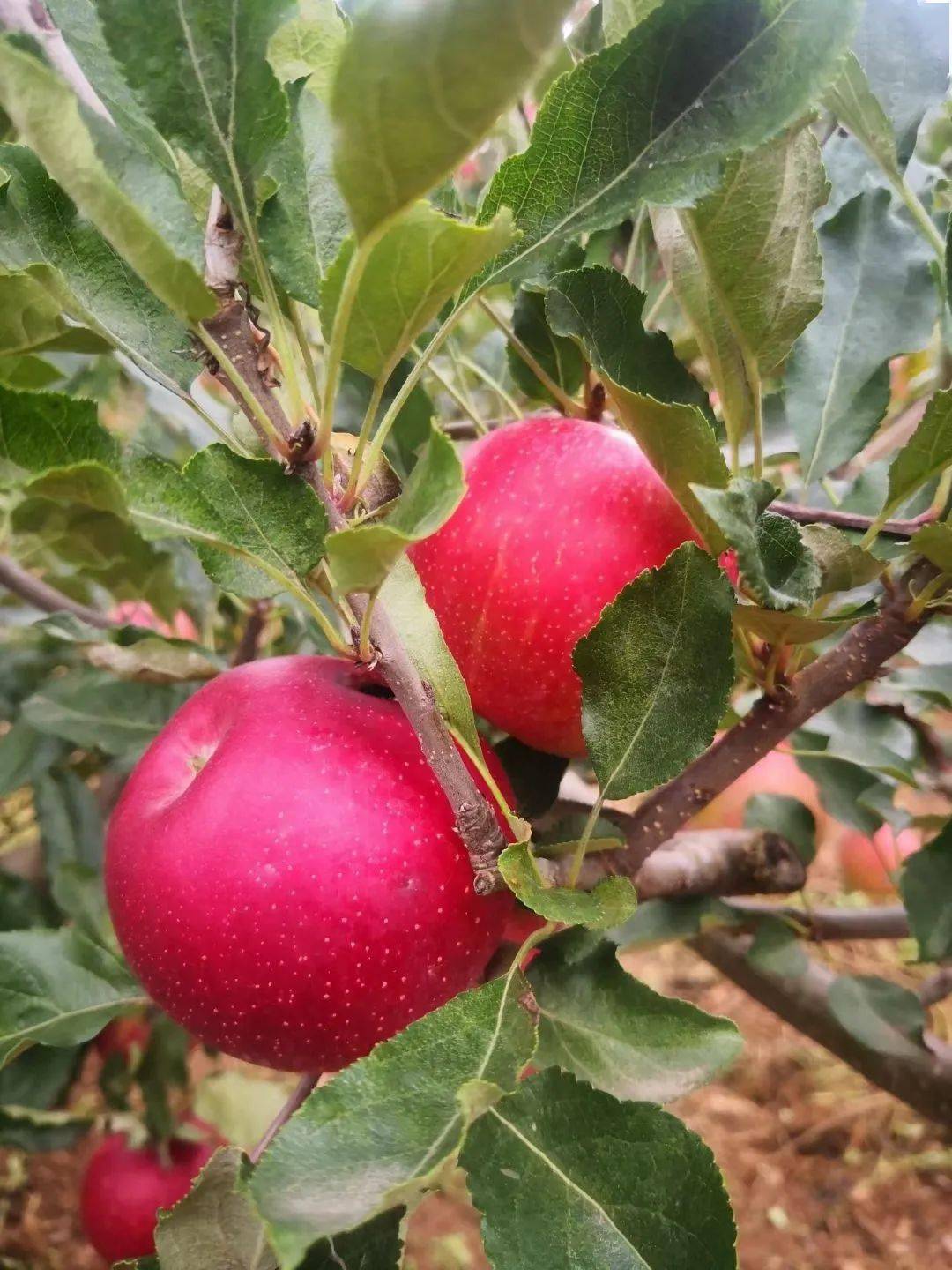 会泽棋晟民宿的苹果成熟啦