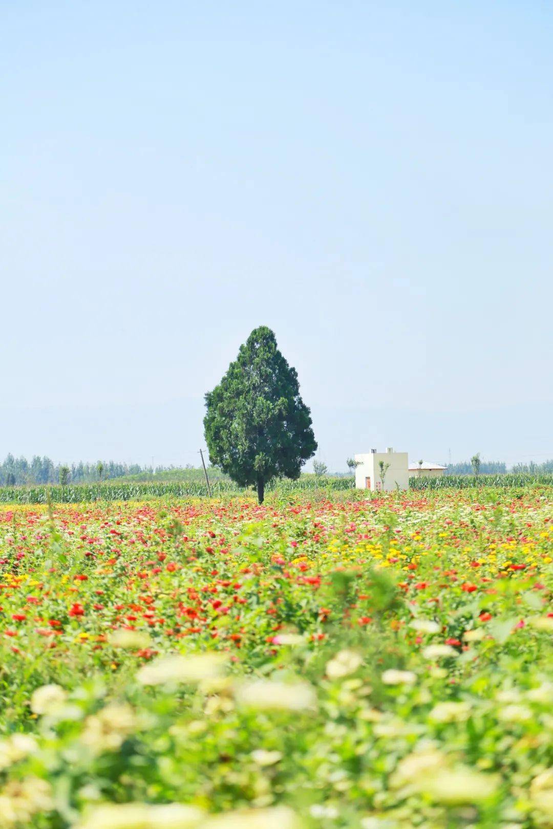 距宝鸡市区半小时车程,这两片花海正在盛放!油葵,百日菊.统统免费哟