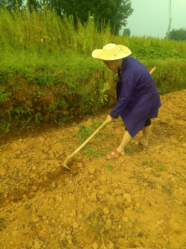 都昌一学子烈日下挥汗如雨挖红薯背后的故事令人心疼