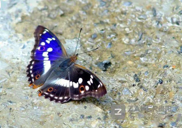 哇噻好养眼窄斑翠凤蝶首现贵州宽阔水国家级自然保护区