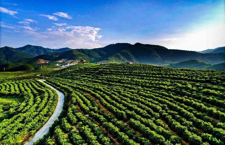 西林生态扶贫两不误助农增收奔富路