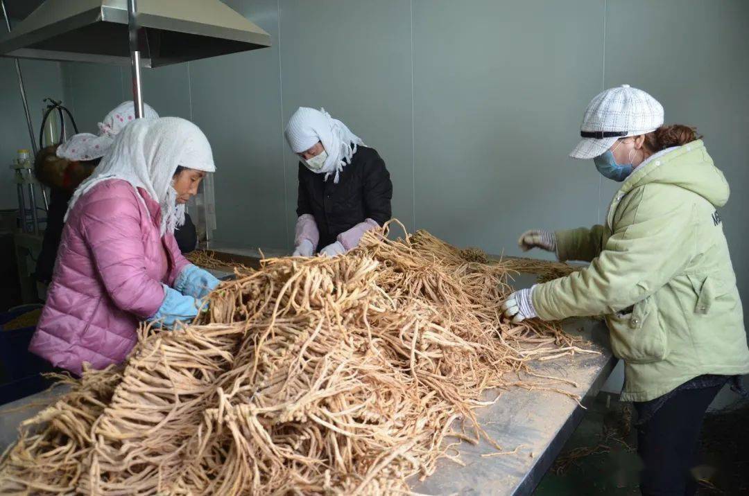 甘肃日报:从规模种植到精深加工!甘肃加快中药材产业全产业链发展