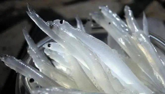 对洱海来说,银鱼,西太公鱼属于外来入侵物种.