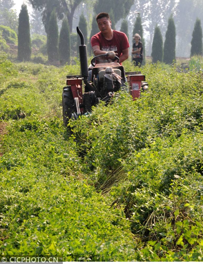 河南济源:冬凌草种植助农增收