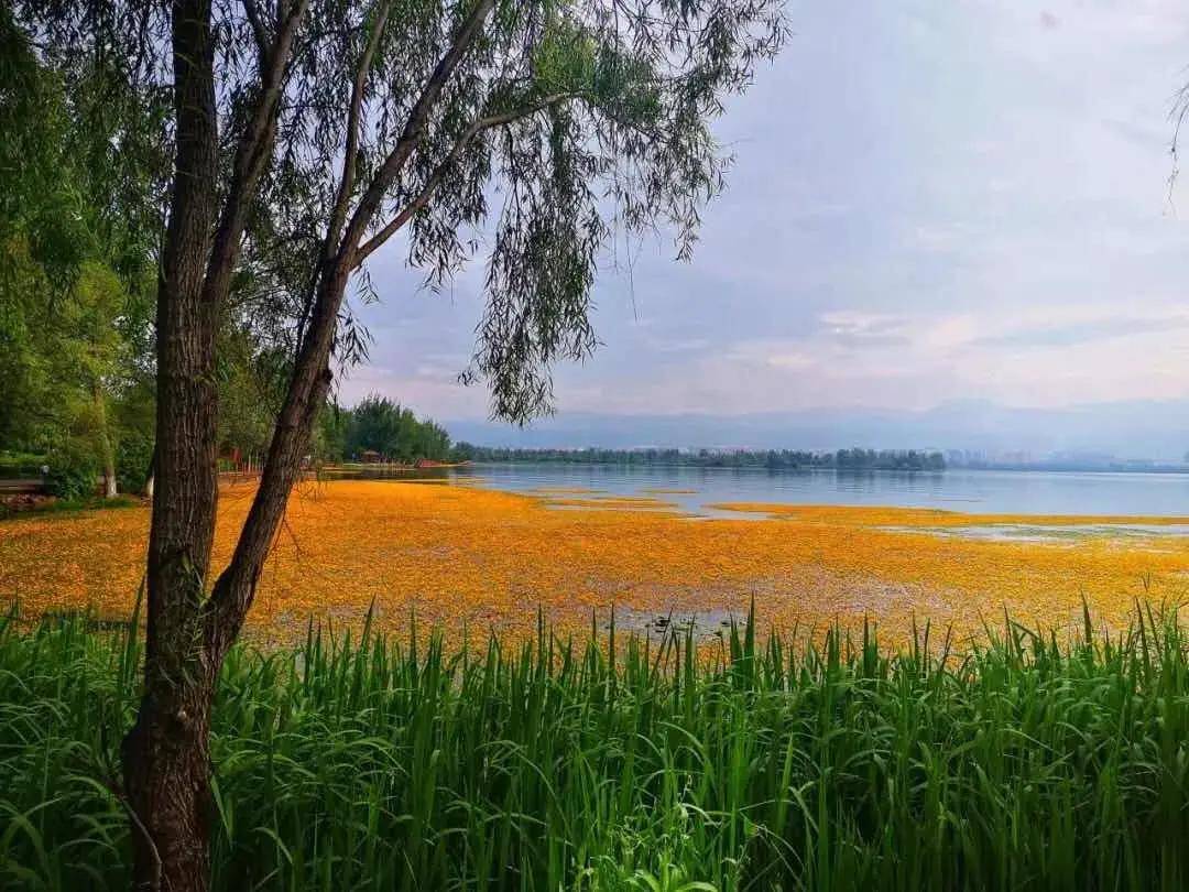 两岸柳堤齐整,处处绿地迎着晚风,放眼四周落日的余温淡爽宜人邛海湖泊