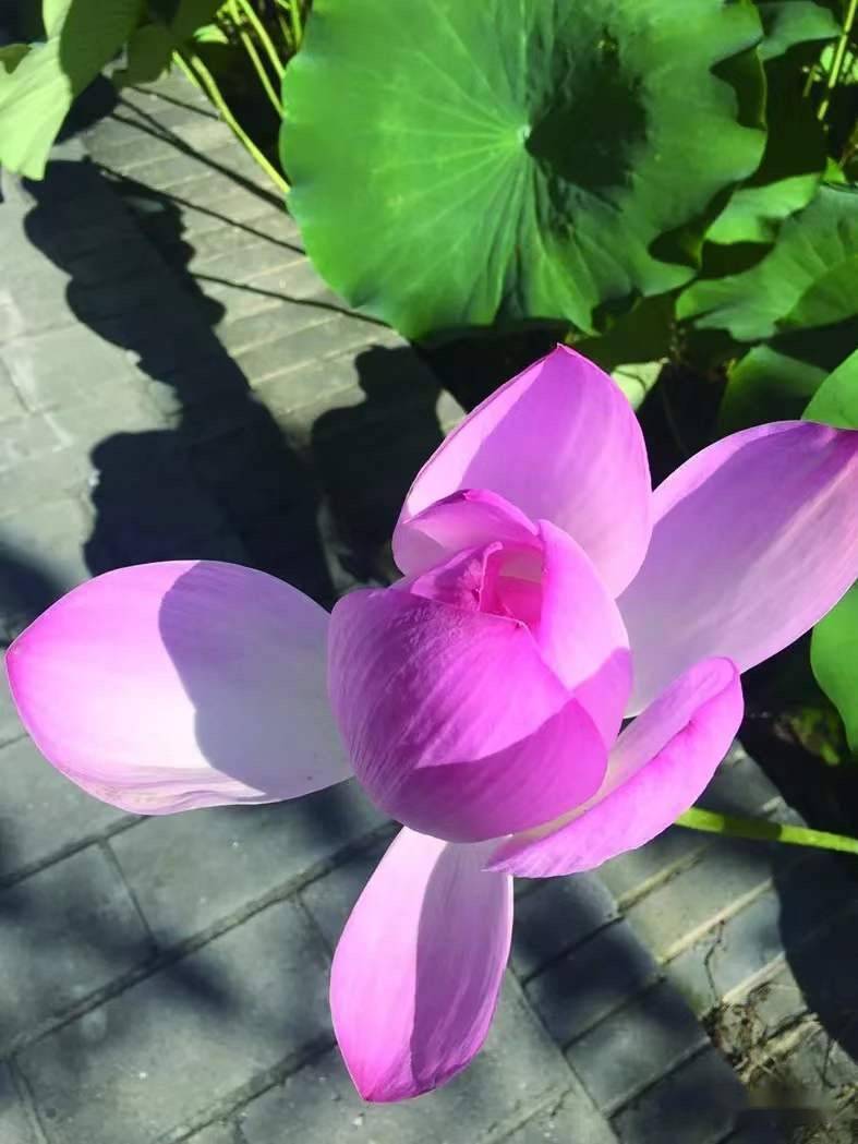 犹如荷花 | 刘庆邦