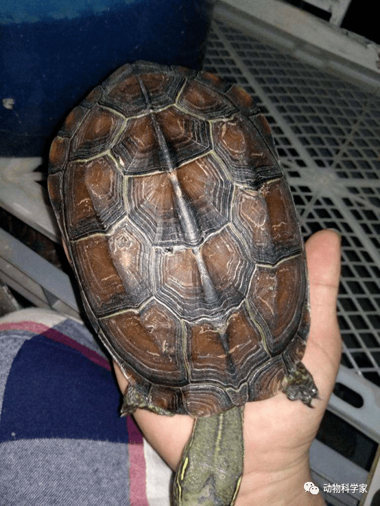 把家里的乌龟养出刀刻纹