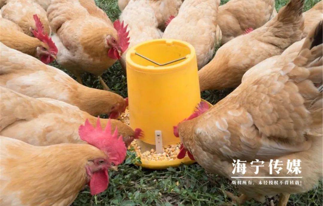 38400亩海宁首个这个产业要大发展