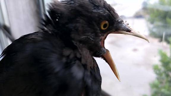 八哥换毛的原因有两个一是他已经3个月了成年了换毛