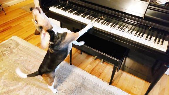 这只狗狗感觉要成精了它就喜欢弹钢琴和唱歌拦都拦不住