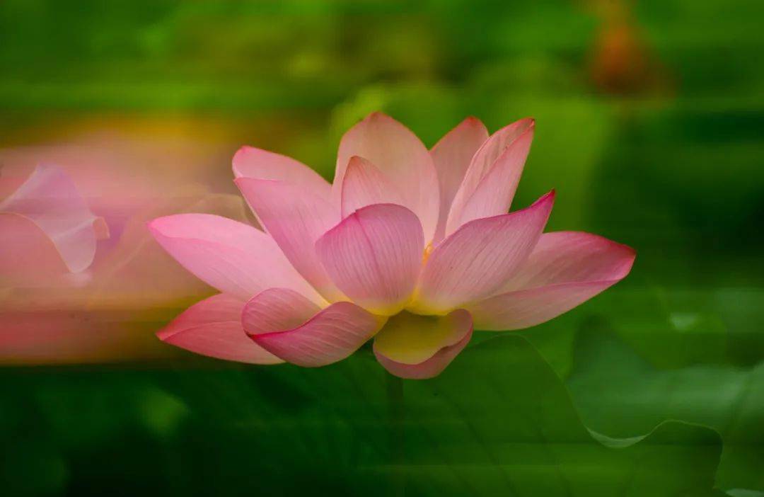 藕断丝不连?这几个关于荷花的秘密你一定要知道!