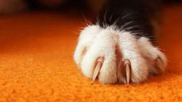 猫咪指甲又长了,要剪指甲的请注意!_爪子