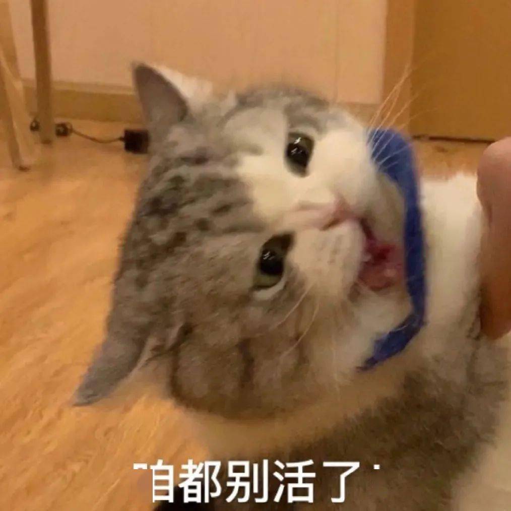 网红猫咪