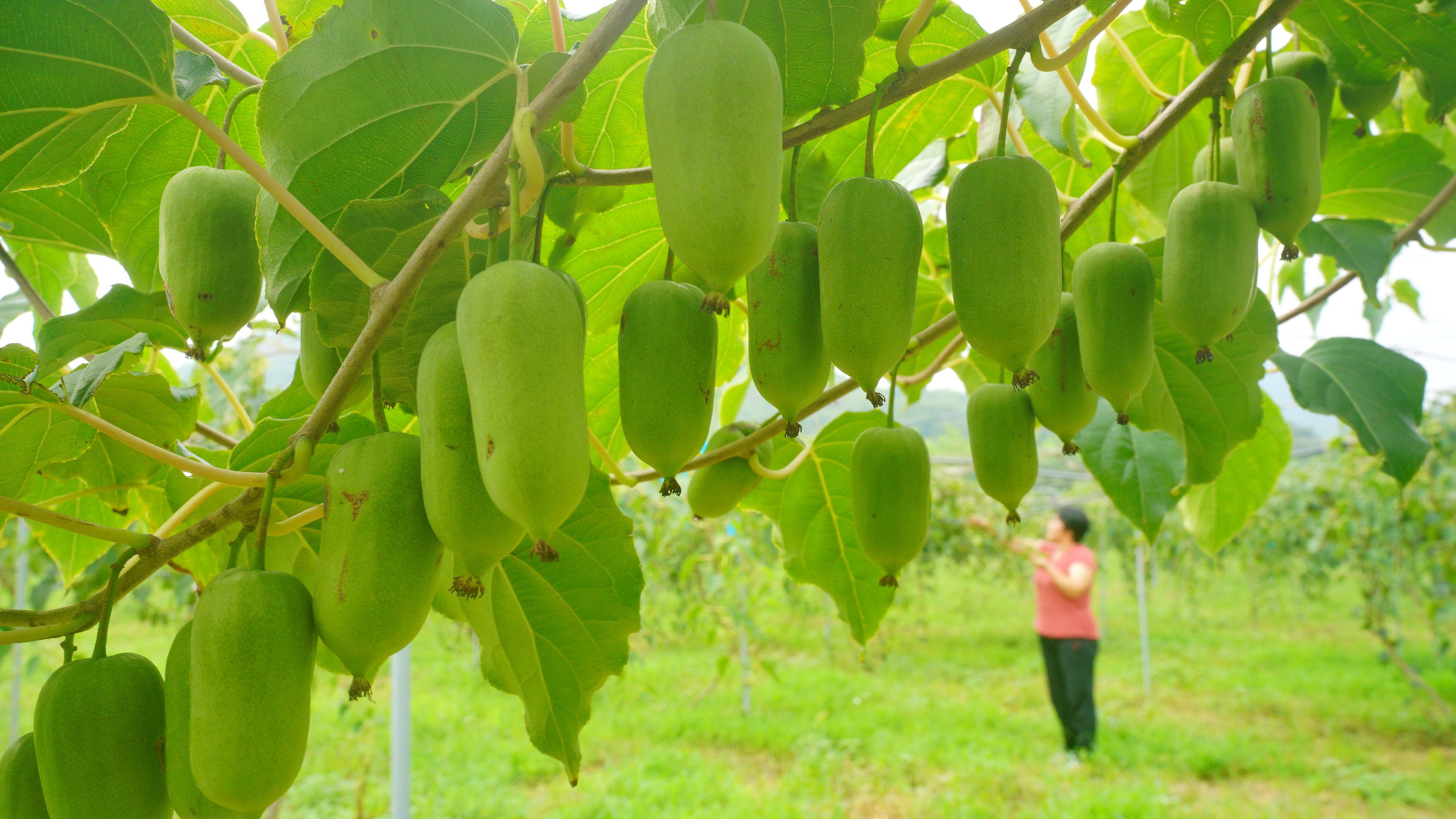 9月2日,河北省迁安市大五里乡张家峪村农民在采摘软枣猕猴桃