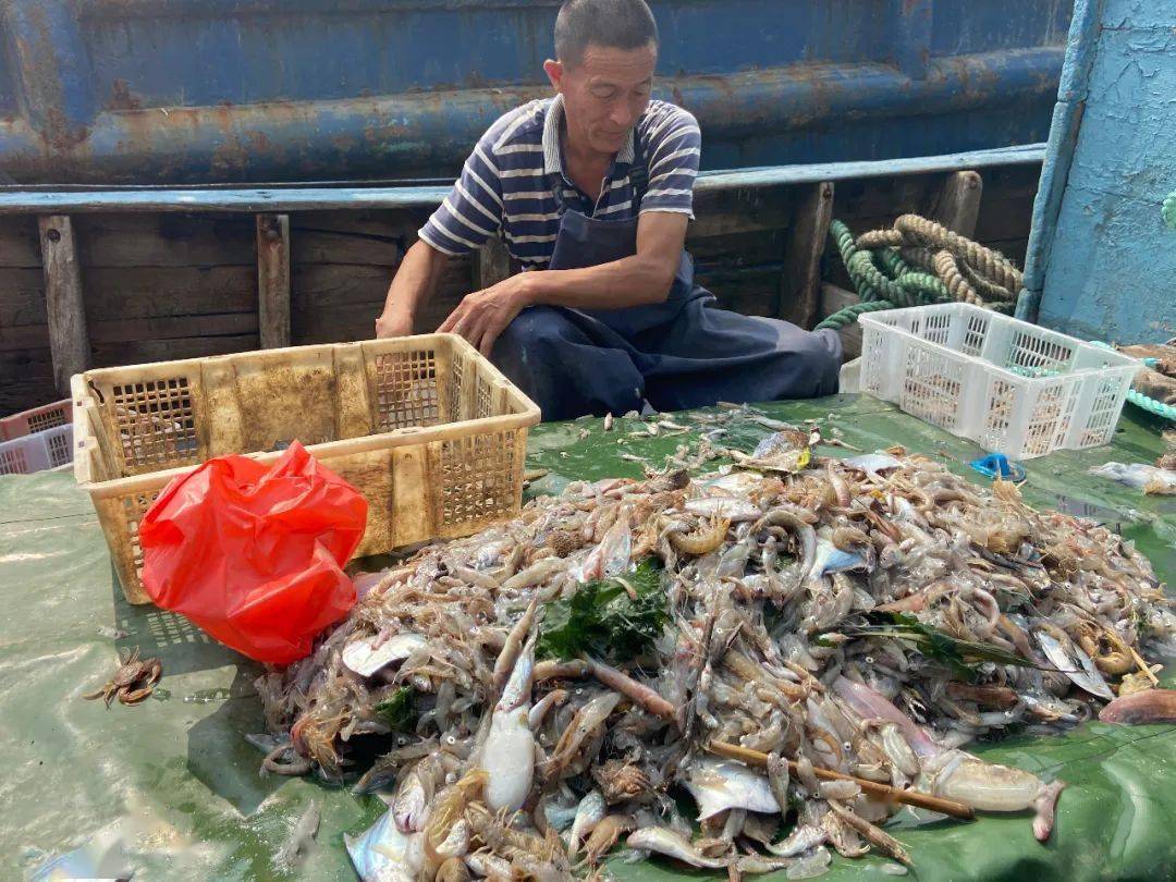 青島開海了蝦虎30斤八帶40斤附最新海鮮價格