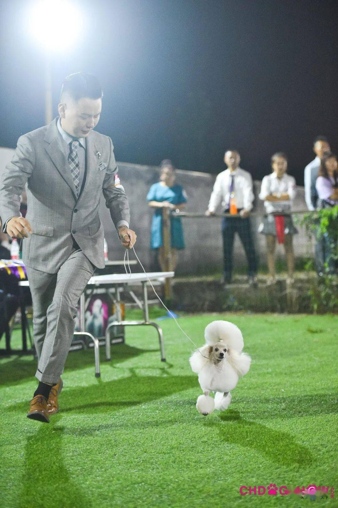 光号4,柴犬指导手:穆洪马犬主:穆洪马lucy3,惠比特犬指导手:王硕犬主