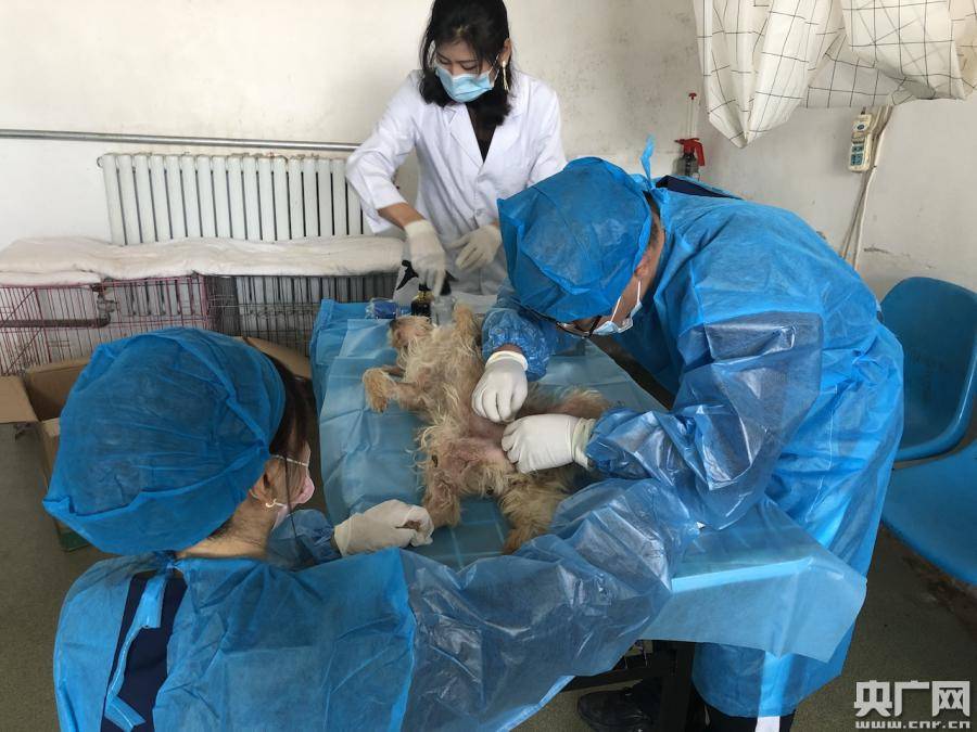 西宁市为流浪动物实施绝育手术