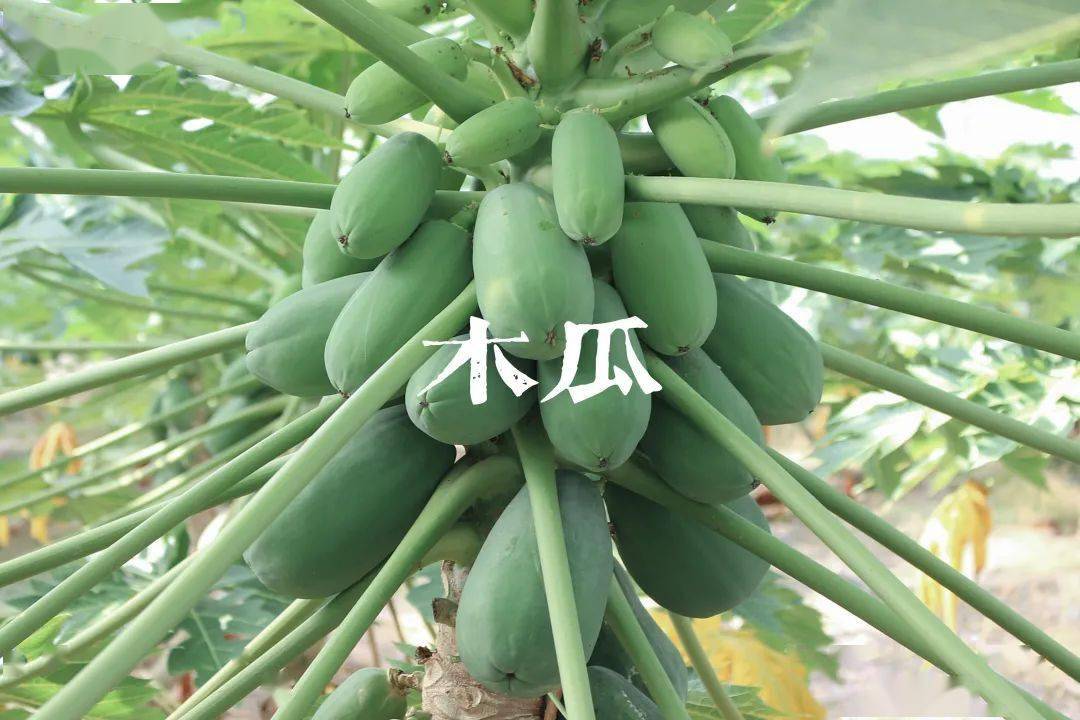 3 "木瓜"目前还有即将成熟的杨桃哦~可以保持一年多季但果园通过控光