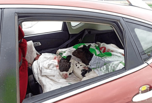 社会中卫惊现最牛司机开着轿车拉了三头牛