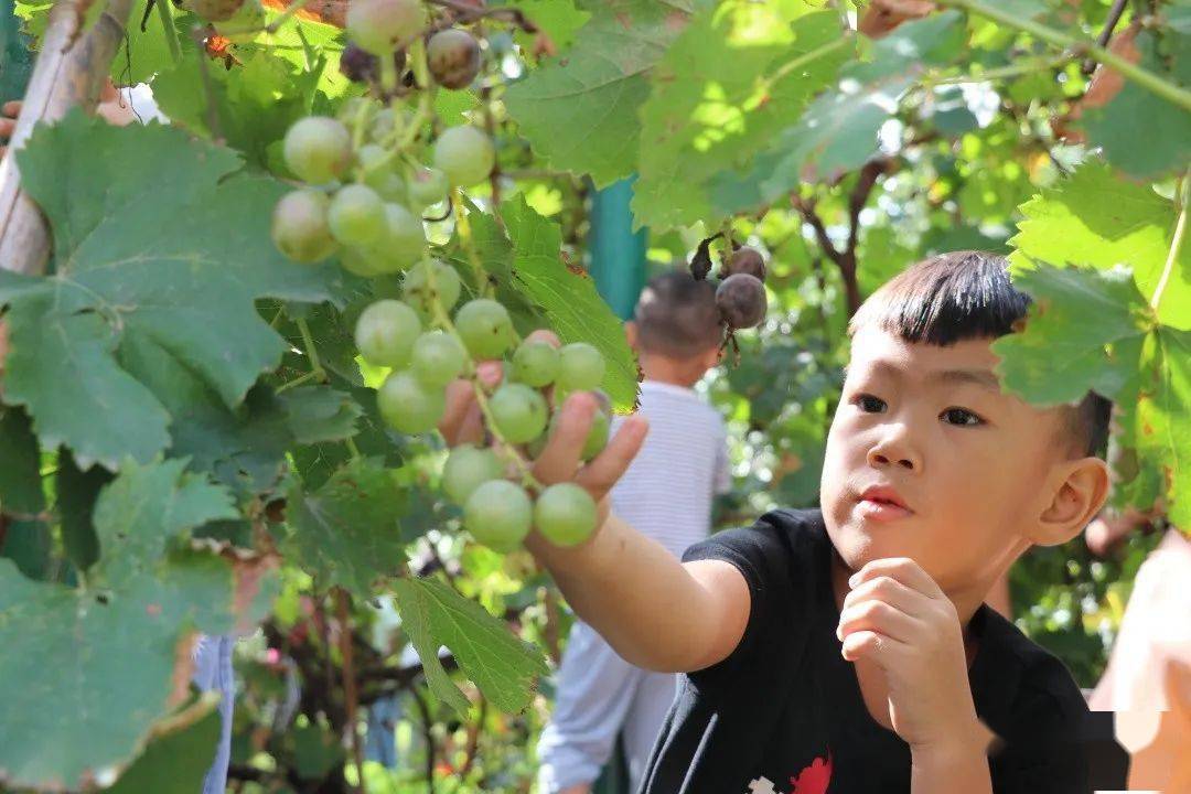 县第二实验幼儿园开展葡萄采摘活动
