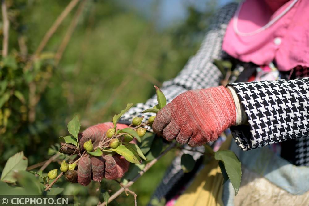 2020年9月2日,陕西省渭南市潼关县城关街道毛沟村村民在采摘连翘.