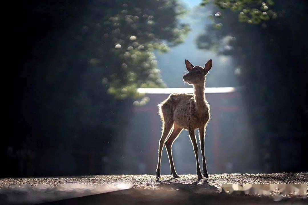 呦呦鹿鸣,食野之苹