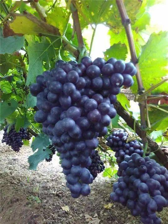 无籽玫瑰香葡萄下午到货超市7元一斤现特价20元5斤城区可配送