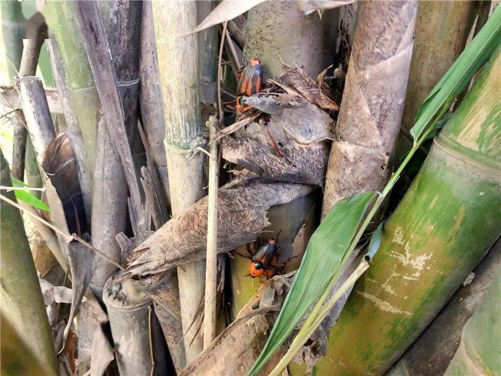 刚刚从葫芦口传来的这条消息威远人你还去吗