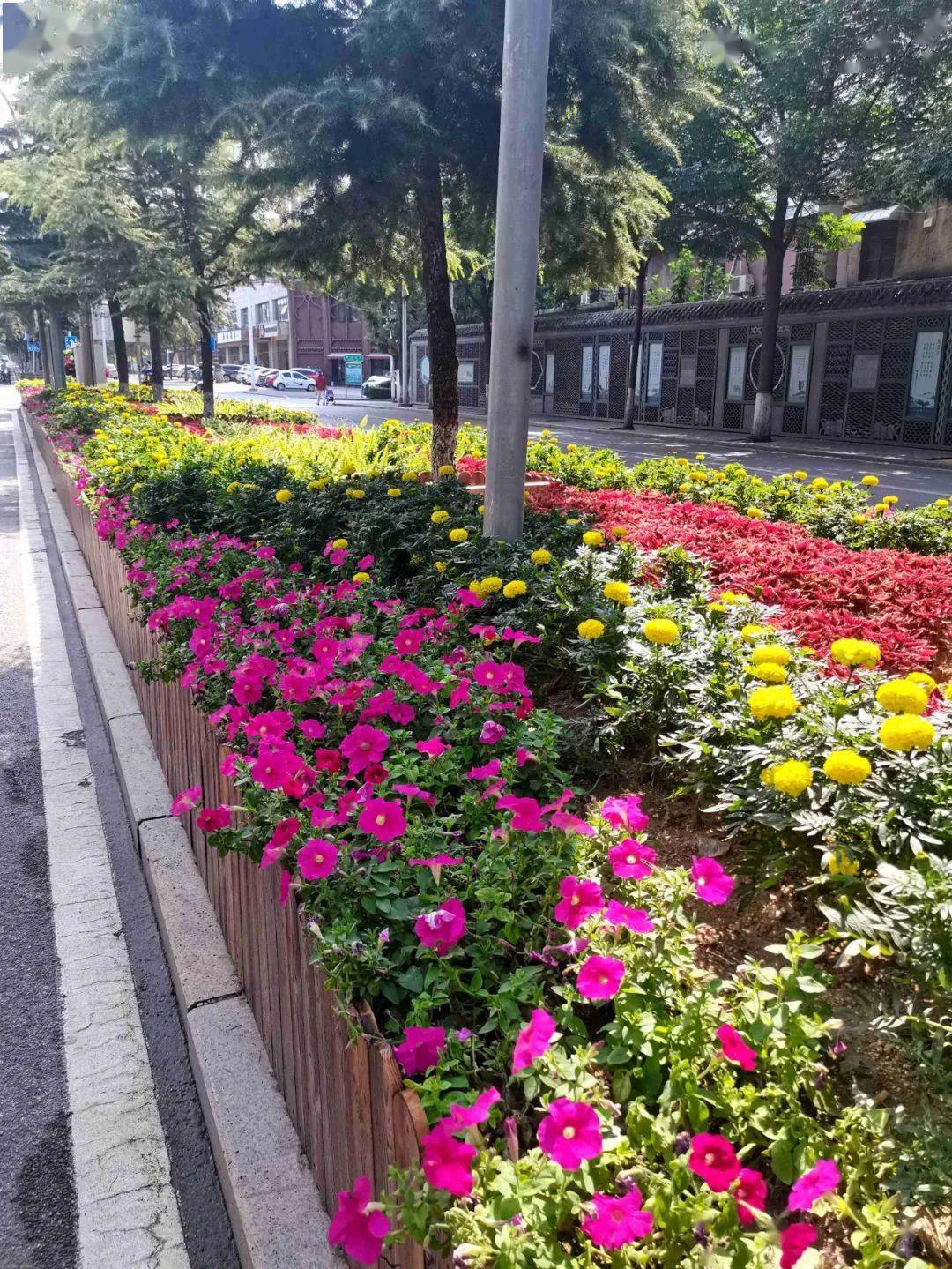 關注景觀花箱扮靚城市道路顏值