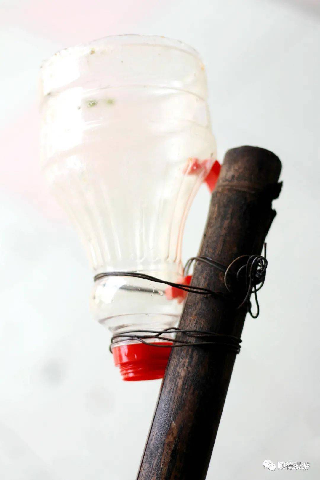 顺德寻味 摘木瓜神器