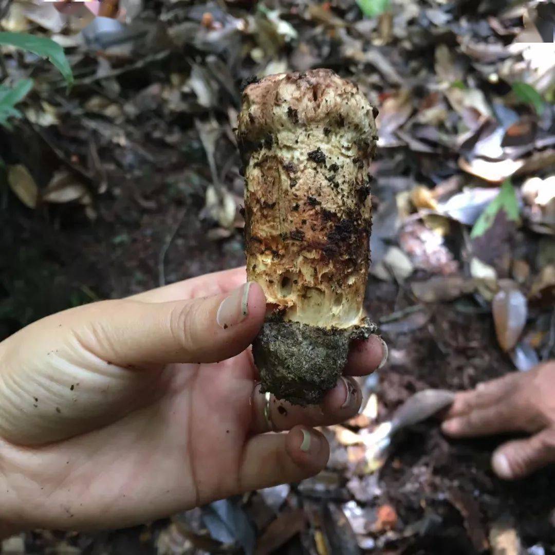 来自平达黄连河深山里的"万菌之王" 你吃过吗?