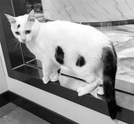 黑白土猫8.