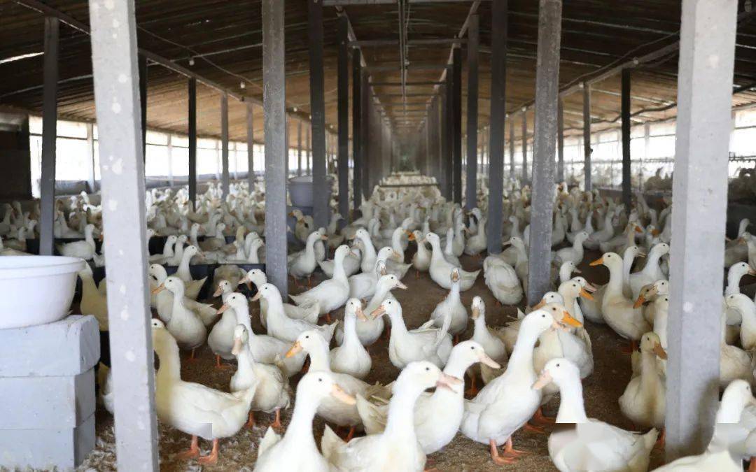 九户镇别看鸭蛋小却能让家庭养殖户富得流油