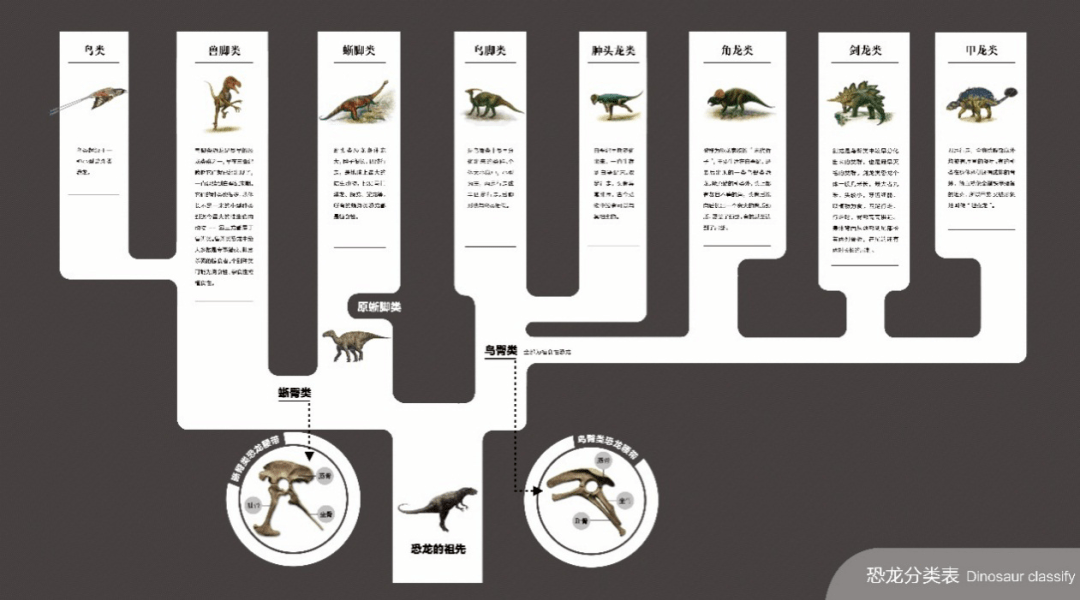 【恐龙分类表】