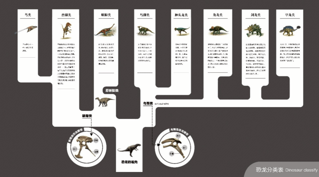 恐龙对照表图片