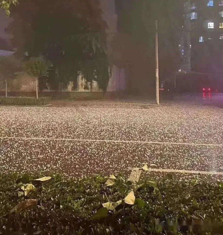 7日夜间,河北部分梨区再遭冰雹侵袭!