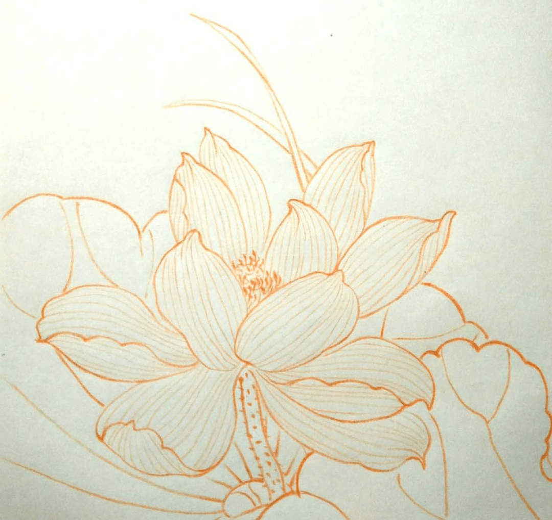 【手绘,线稿】花卉植物线稿,一组彩铅手绘花卉