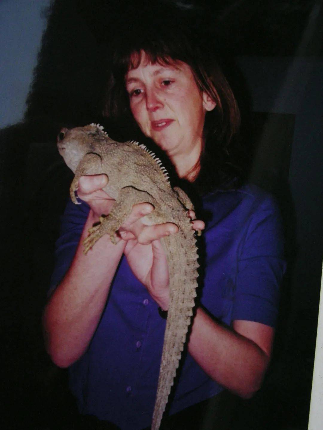 奇特的活化石——三眼楔齿蜥1840年,英国总督赫伯森从悉尼来到新西兰