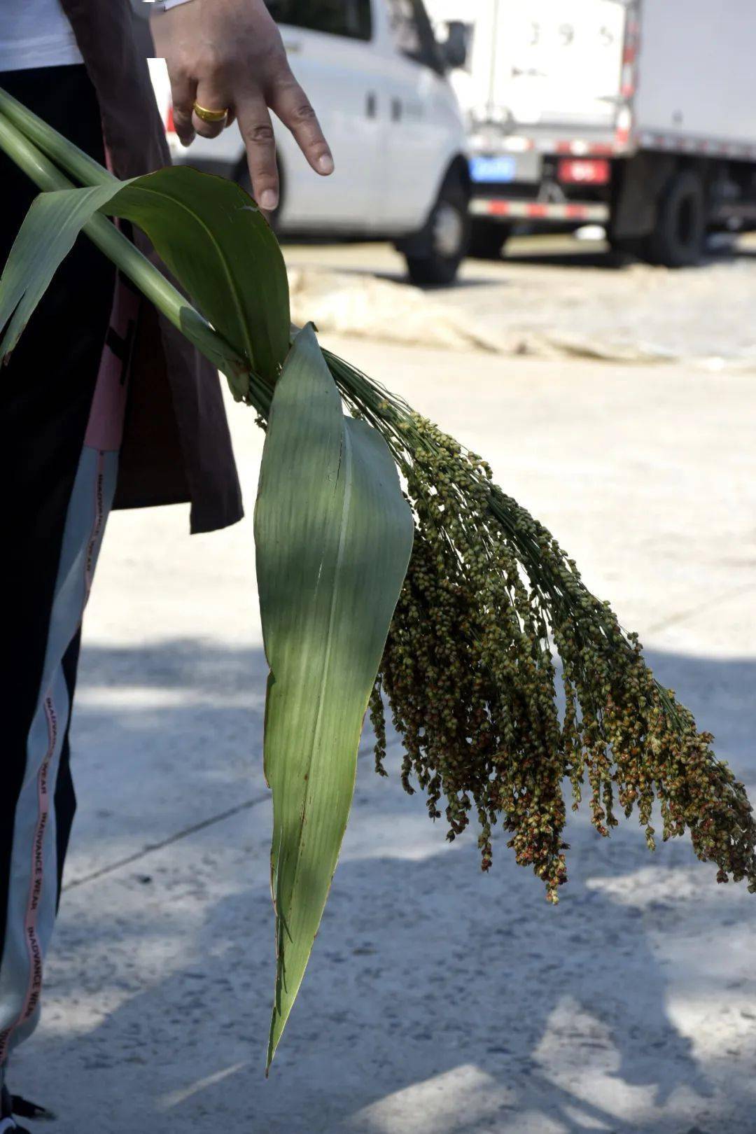 崇明这个农庄,有一样自然赐予的好物超好吃~_芦稷
