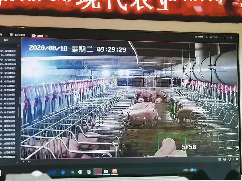 四川日报关注建楼房来养猪遂宁这种养猪新模式火了