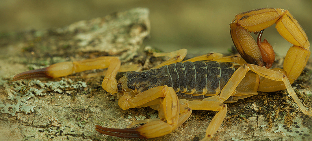 蝎毒能治心脏病?